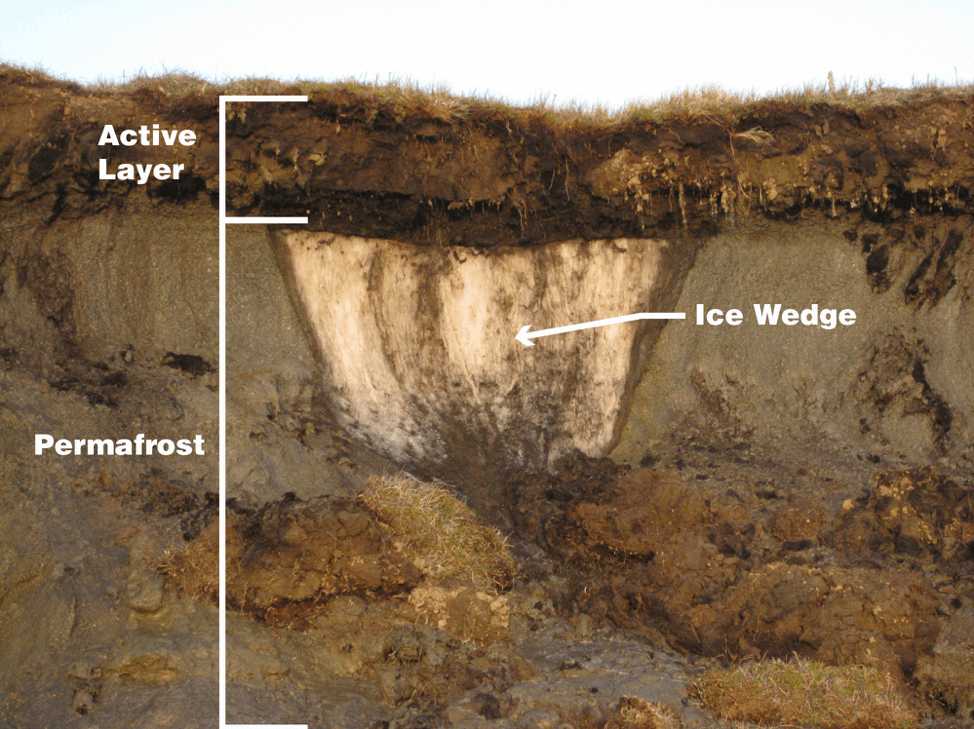 Diagram of a tundra biome soil layer showing permafrost.