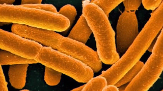 Bacteria.jpg