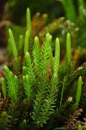 Lycopodium annotinum club moss.jpg