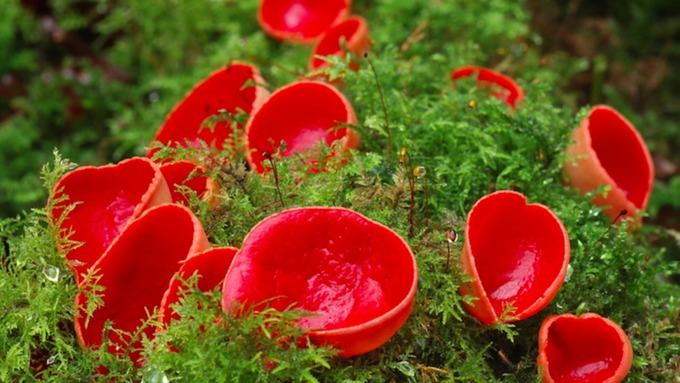 Ascomycota: Scarlet Elf Cup Fungus [8]