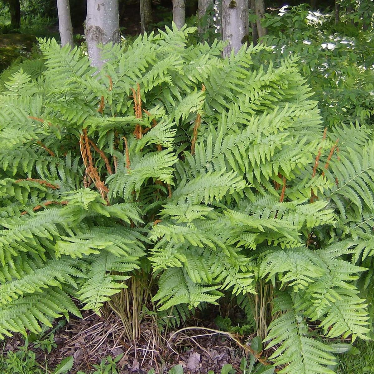 Photo of a clump of Cinnamon Ferns.