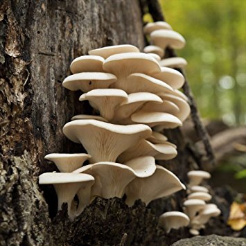 Fungi.jpg