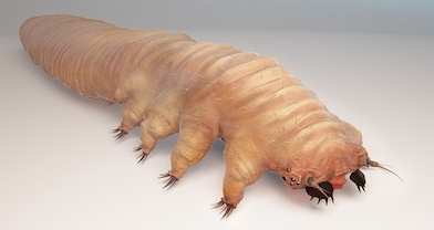 Demodex.jpeg