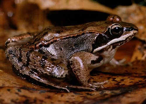 Wood-frog.jpg