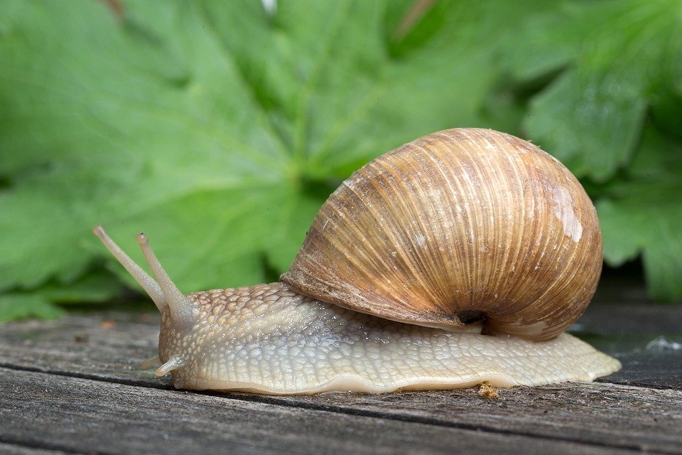 Gastropoda-1086904 960 720.jpg