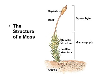 Chapter-22-lecture-plants-35-728.jpg