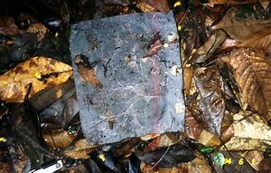 Leaf litter pack ready to be buried