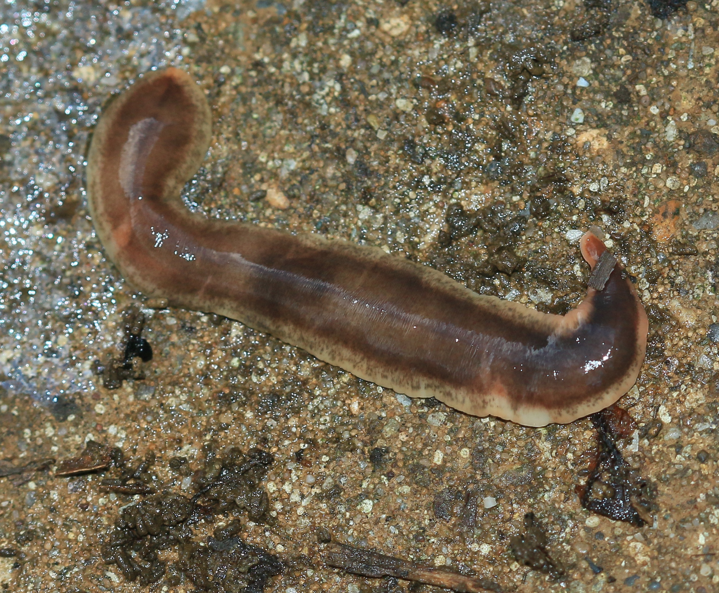 New Zealand flatworm.jpg