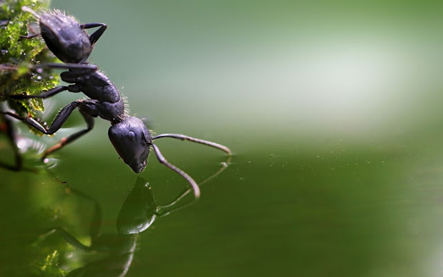 002-beautiful-photographs-of-snails-and-insect-in-the-rain-by-Vadim-Trunov-ant-close-up.jpg