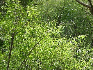 Black willow.jpg