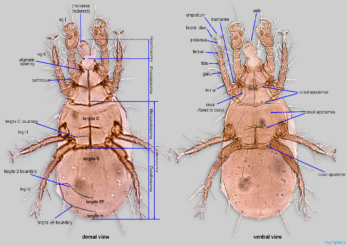 FIG-7 Hetero-3-BMOC 97-0808-002 Pygmephorus 40x.png