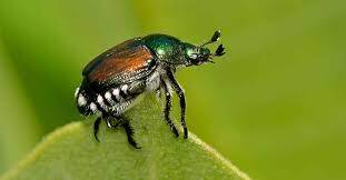 Japanese Beetle identify.jpg