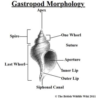 Gastropod Morphology.jpg
