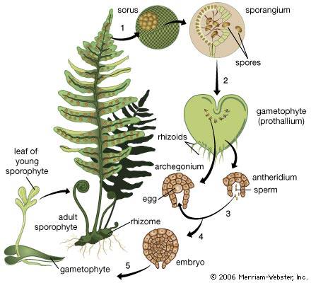 Fernlifecycle.jpg