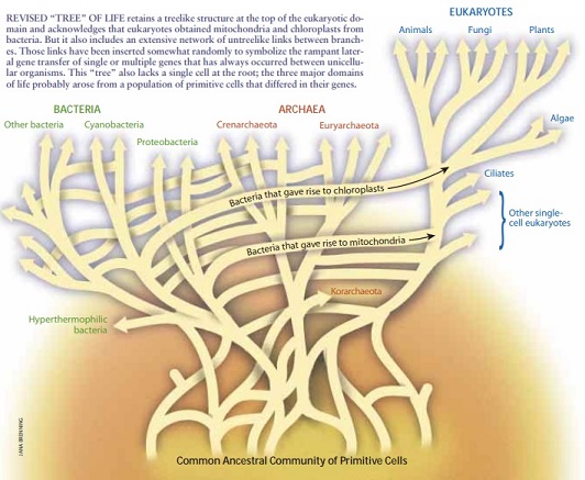 Organism phylogeny tree.jpg