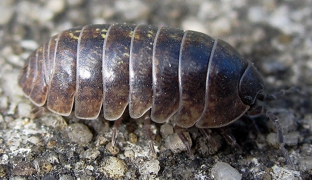 Armadillidium vulgare with a zoom up close