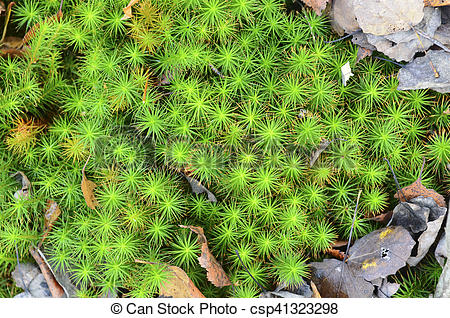 Swamp-sphagnum-moss-stock-photograph csp41323298.jpg