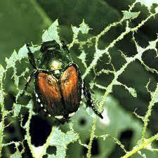 Japanese Beetle.jpg