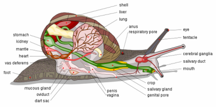 Garden Snail Anatomy.png