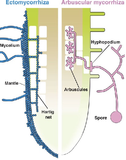 Ectomycorrhiza and Arbuscular mycorrhiza.jpg
