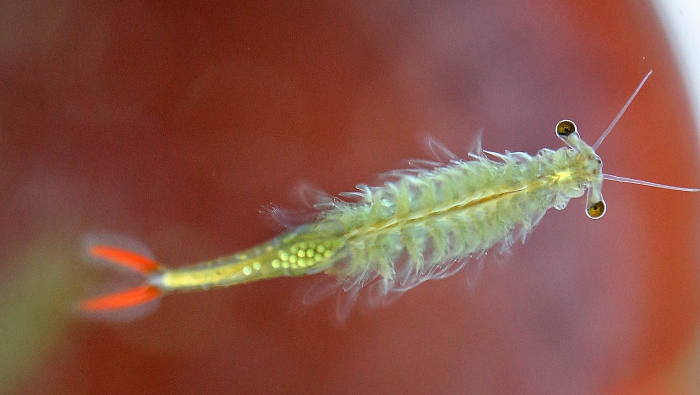 Fairy Shrimp.jpg