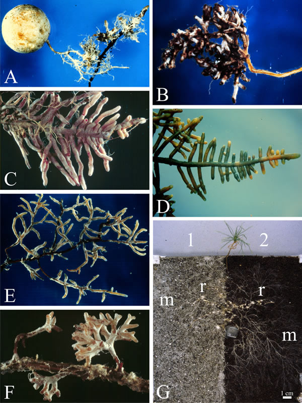 Ectomycorrhizal roots. Small parts of the root systems various forest tree species to illustrate the morphological diversity of ectomycorrhizal roots. A: with the basidiomycetous truffle Hysterangium [6]