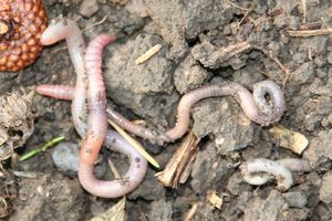 Earthworm1.jpg