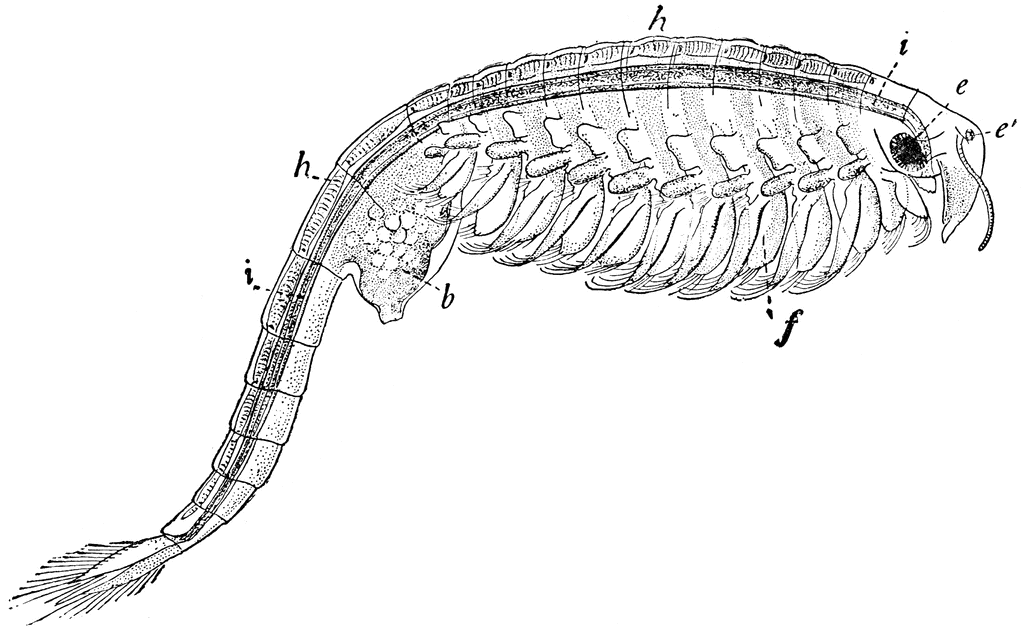 This is a model showing the separate sections of a Fairy Shrimp; e sections denote the head, while h and i sections represent the thorax and abdomen