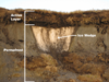 Diagram of a tundra biome soil layer showing permafrost.