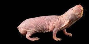 Naked mole-rat