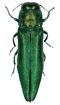 Ash borer 1.jpg