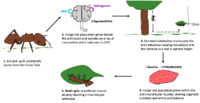 Zombie ant life cycle.png