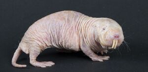 Naked mole-rat