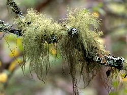 Lichen-usnea-subfloridana-alamy-h7thg8-580x435.jpg