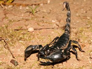 Scorpion1.jpeg