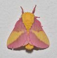 - 7715 – Dryocampa rubicunda – Rosy Maple Moth (48426745032).jpg