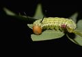 - 7715 – Dryocampa rubicunda – Rosy Maple Moth caterpillar (48426656187).jpg