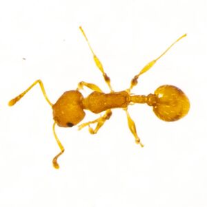 Acorn ant.jpg