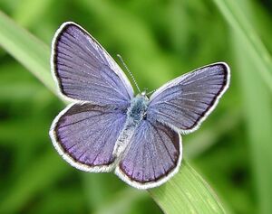 Male karner blue lg.jpg