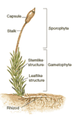 Mossstructure.png