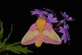 - 7715 – Dryocampa rubicunda – Rosy Maple Moth (46880929995).jpg