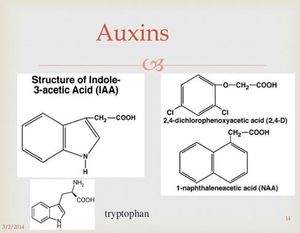 compare the effects of auxins and cytokinins on plant growth