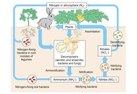 This photo depicts the complete nitrogen cycle. The diazotrophs are the organisms labeled "nitrogen-fixing bacteria in root nodules of legumes" and "nitrogen-fixing soil bacteria".