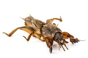 Mole Cricket