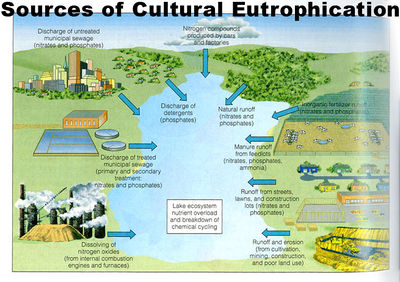 Cultural eutrophication.jpg