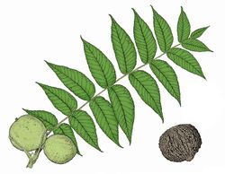 BlackWalnutLeaf.jpg