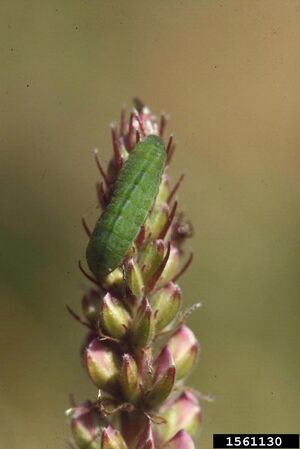 Karner blue caterpillar.jpeg