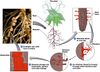 The process of nodule formation happening between a bacteria and plant, resulting in a symbiotic relationship. The bacteria fixes nitrogen that will become available to the plant, and the plant provides shelter, carbon, and energy to the bacteria.