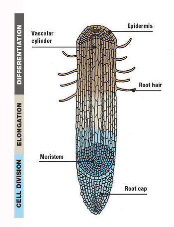 Root hairs - Soil Ecology Wiki