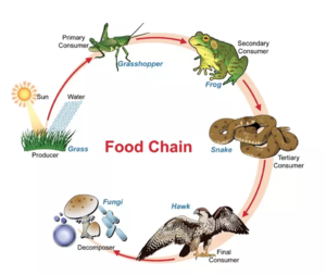 Food chains - Soil Ecology Wiki